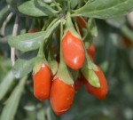 Goji - kustovnice nsk