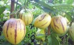 PEPINO