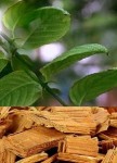 VILCACORA