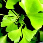 Gingko Biloba