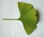 Gingko Biloba