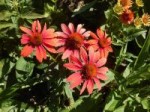 Echinacea