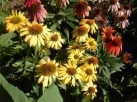 Echinacea
