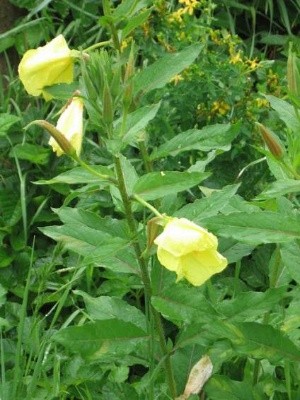 Pupalka
