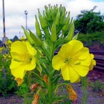 Pupalka