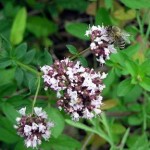 Oregano - dobromysl