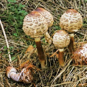 Bedla vysok