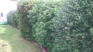imageresize[3]